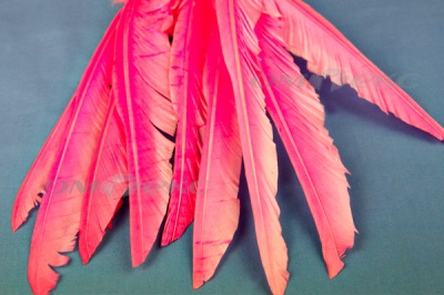 Декоративный Пучок из перьев, перо 25см/розовый - купить в Невинномысске. Цена: 14.40 руб.