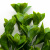 Трава искусственная -1, шт (эвкалипт лист 32 см/8 см)				 - купить в Невинномысске. Цена: 169.93 руб.