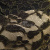 Кружевное полотно XD LACE 1-4, 80 гр/м2, шир.150см, цвет чёрный - купить в Невинномысске. Цена 245.94 руб.